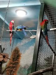 parrots in cages at Duhok Zoo