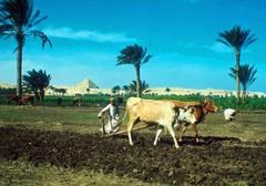 Countryside view of Saqqara with Step Pyramid of Djoser, 1965