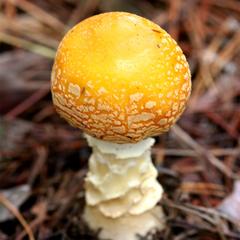 Amanita muscaria var. americana mushroom in a forest