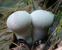 Gem-studded Puffballs mushrooms on forest floor