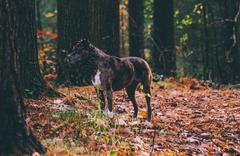 Middlesex Fells Medford United States forest landscape