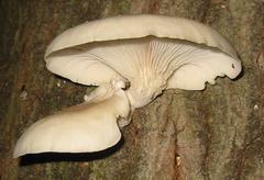 Oyster mushroom in Middlesex Fells Reservation