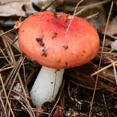 Russula emetica mushroom in the forest