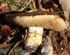 Suillus brevipes mushroom in Middlesex Fells