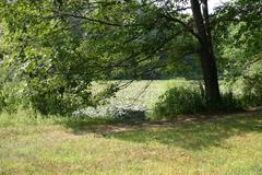 Scenic view of Bellevue Pond with trees reflecting in the water