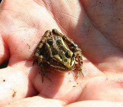 pickerel frog in a man's hand