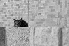 Black and white cat sitting on a wooden surface outside