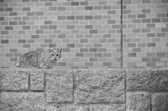 Black and white photo of a cat's eye