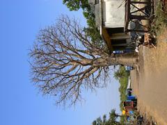 Baobab tree