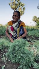 Woman harvesting and bundling dill in a field