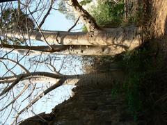 Baobab trees at the Porta do Mar of Baçaim fort