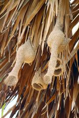 Birds nest at Vasai