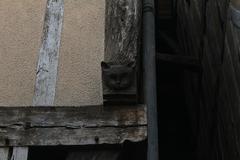 Mascaron of a cat, Rue des Chats, Troyes