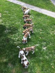 Saint-Bernard puppies eating lunch