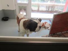 Two Saint Bernard dogs inside their dog box