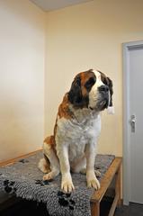 Exterior view of Musée et Chiens du Saint-Bernard with Saint Bernard dog Jella