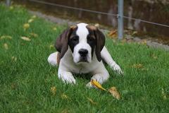 St. Bernard dog from the Barry Foundation