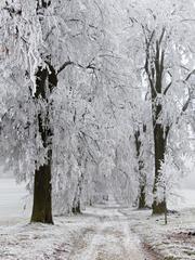 Parkway in Nove Dvory with trees on both sides