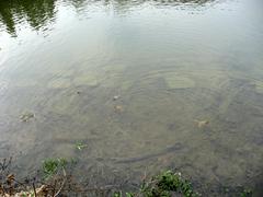 Pool with frogs at Koupaliště Říčky