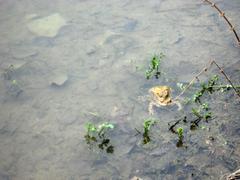 frogs at Koupaliště Říčky swimming pool