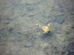 Swimming Pool Říčky with Frogs