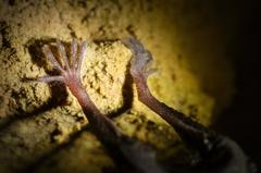 Leg of a lesser horseshoe bat in Moravian Karst caves