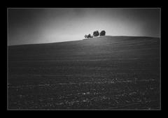 Solitary grove near Petrovice