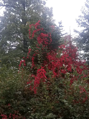 Fall colors in Moravian Karst