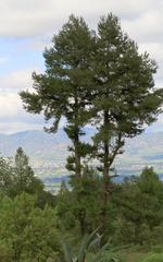 Pinus leiophylla tree in Tulancingo, Hidalgo, Mexico