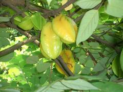 star fruit tree in Poh San Teng Temple garden