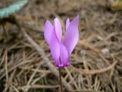 Cyclamen blossom