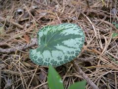 Cyclamen leaf close-up