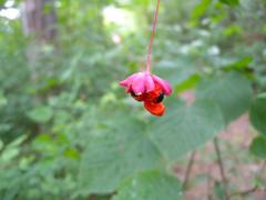 Spindelstrauch fruits, also known as Pfarrerkapperl