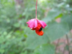 Fruit of the spindle tree, known as 'Pfarrerkapperl'