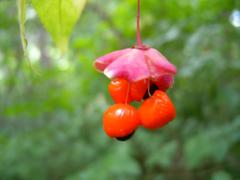 Spindle bush fruit Pfarrerkapperl