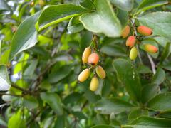 Unknown fruits in front of historic castle ruins