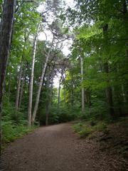 forest path at the edge of Meiereiwiese