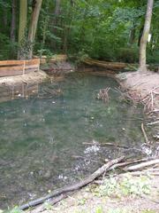 Salamander breeding pond at Burgruine Mödling