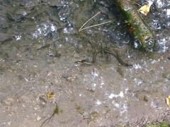 snake with small salamanders near its head on rocky terrain