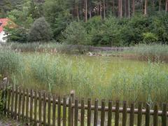 Märchenteich pond with ruins in the background on a clear day