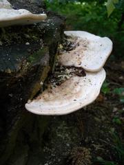 Baumschwamm on a tree trunk