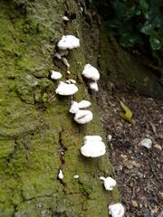 Tree fungi on a tree trunk