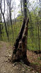 Tree stump near Vereinsquelle in Kaltenleutgeben