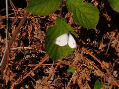 Karstweißling butterfly in Naturschutzgebiet am Hornpottweg