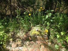 Dandelion, moss, vineyard snail, and brick wall remains