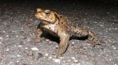 male common toad on a roadway