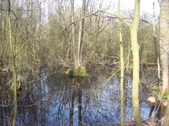 Eppendorfer Moor in Hamburg with trees in water