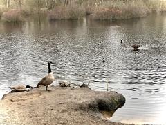 Duck with pond