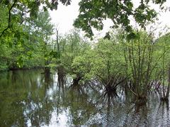 Eppendorfer Moor in Groß-Borstel, Hamburg