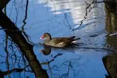 Common moorhen swimming from right to left in a moor lake